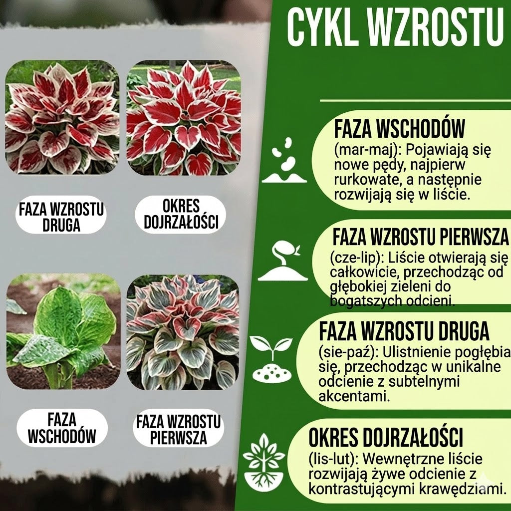 Wysokiej jakości, rzadkie i łatwe w pielęgnacji rośliny premium.