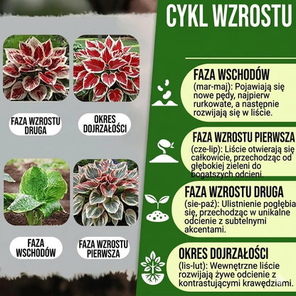 Wysokiej jakości, rzadkie i łatwe w pielęgnacji rośliny premium.